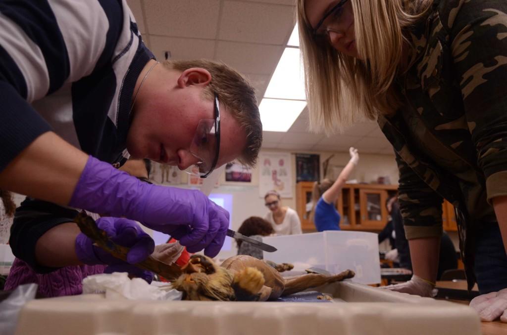 Seniors Riley Deutsch and Taylor Holland work to cut off the outside layer of tissue on their cat in Anatomy and Physiology. The class will work on dissecting cats for most of the second semester.
