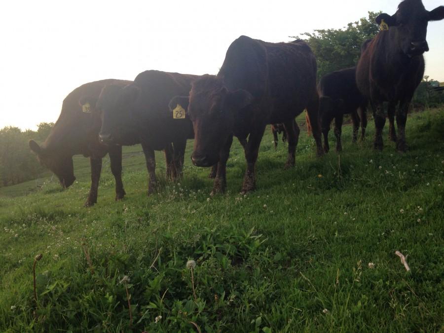 The Williamson familys cows roam the pasture at their farm near Indianola. Junior Jordan Williamson said that the cows are gentle animals, but they can be skittish around people.