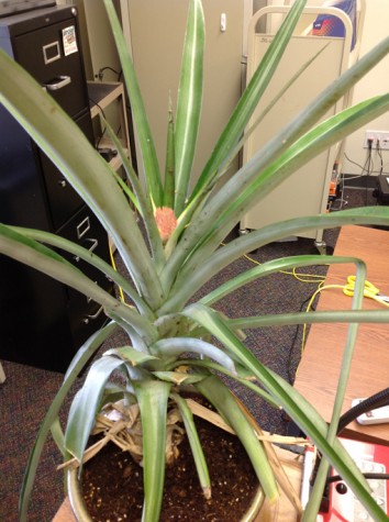 English teacher Mark Schillerstrom's pineapple plant took 10 years to bloom a fruit, rather than the normal time, which is only two years.