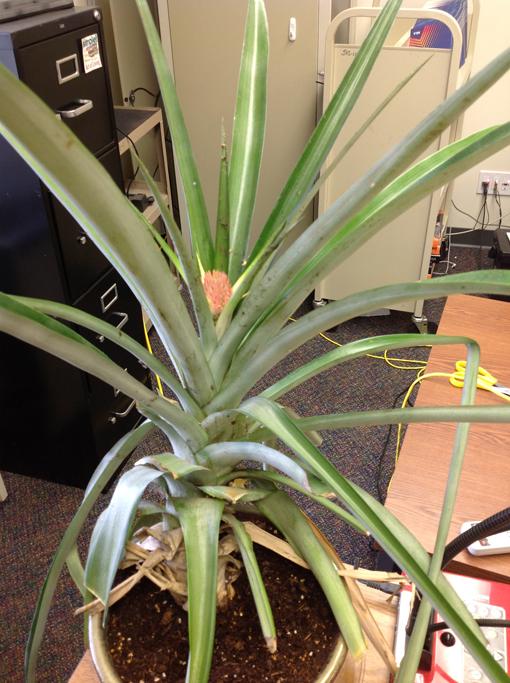 English teacher Mark Schillerstroms pineapple plant took 10 years to bloom a fruit, rather than the normal time, which is only two years. 