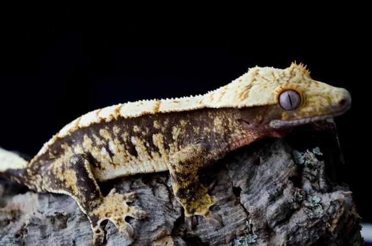 Echo, another gecko showcased on the site.