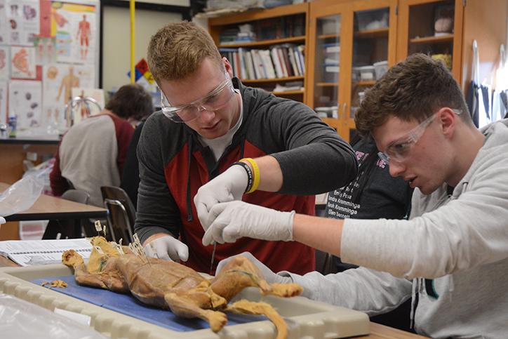 Seniors+Dallin+Russell+and+Noah+Richards+dissect+a+cat+during+Anatomy.+The+Anatomy+students+have+been+dissecting+cats+during+second+semester.