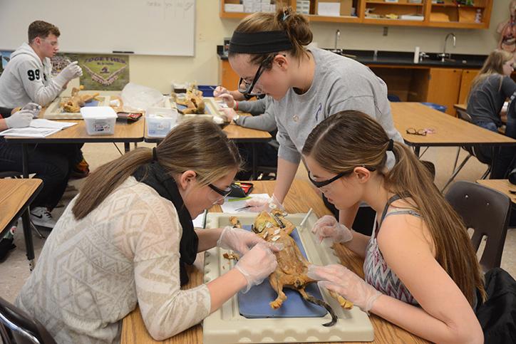 Seniors Sunny Carolus and Sydney Boyle, and junior Avery Maresca dissect a cat during Anatomy. The Anatomy students have been dissecting cats during second semester.
