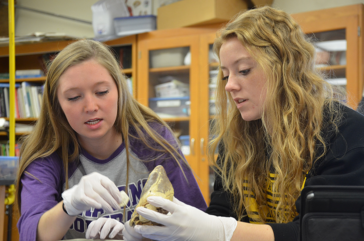Olivia Nord 17 and Hannah Espeland 17 locate a part of the heart, tagging it with a numbered flag. Anatomy classes dissected sheep hearts Dec. 2.