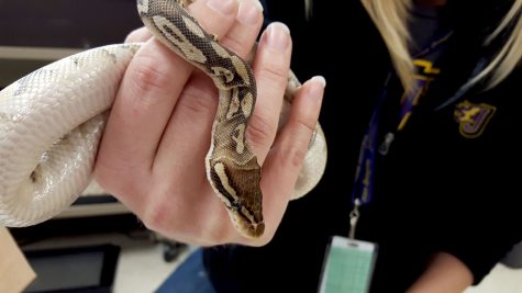 Teacher Kyla Burns holds on to her new python, Buzz, as he slithers across her hand. Buzz is one of the 2 new animals used in Burns' science classes.
