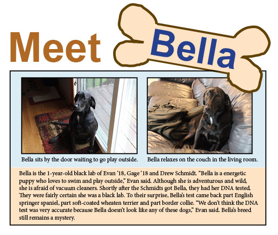 Pet of the Week: Bella