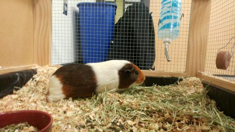 One of the remaining guinea pigs sits in his cage. Penelope the guinea pig likely passed away due to separation.