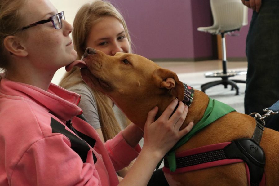 A therapy dog from the Therapets program licks student Brooke Meyer 20, during dragon time. 