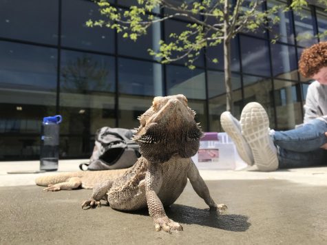 Lizards Lazying Around