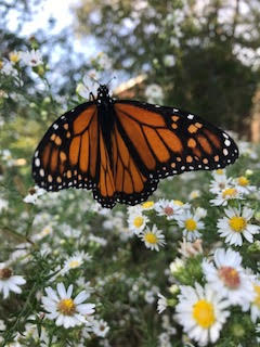 A+monarch+butterfly+rests+on+prairie+flora.