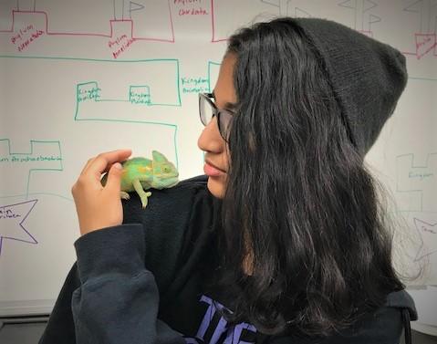  Rango the chameleon sits on Arushi Suresh's shoulder.