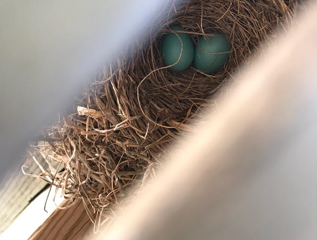 Robin+eggs+hide+under+a+porch.