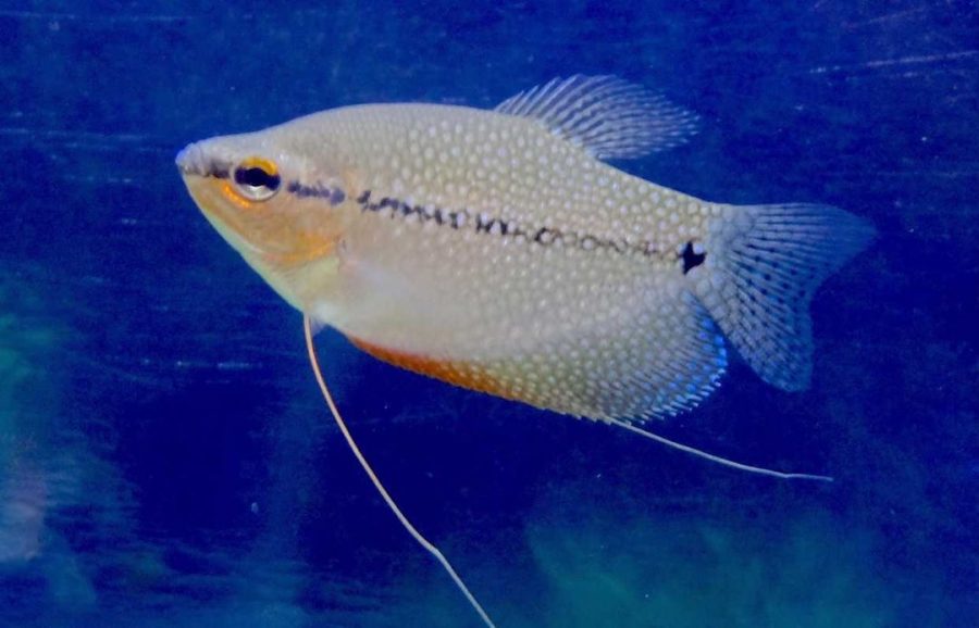 The Pearl Gourami resides in Thailand, Malaysia, and Indonesia.