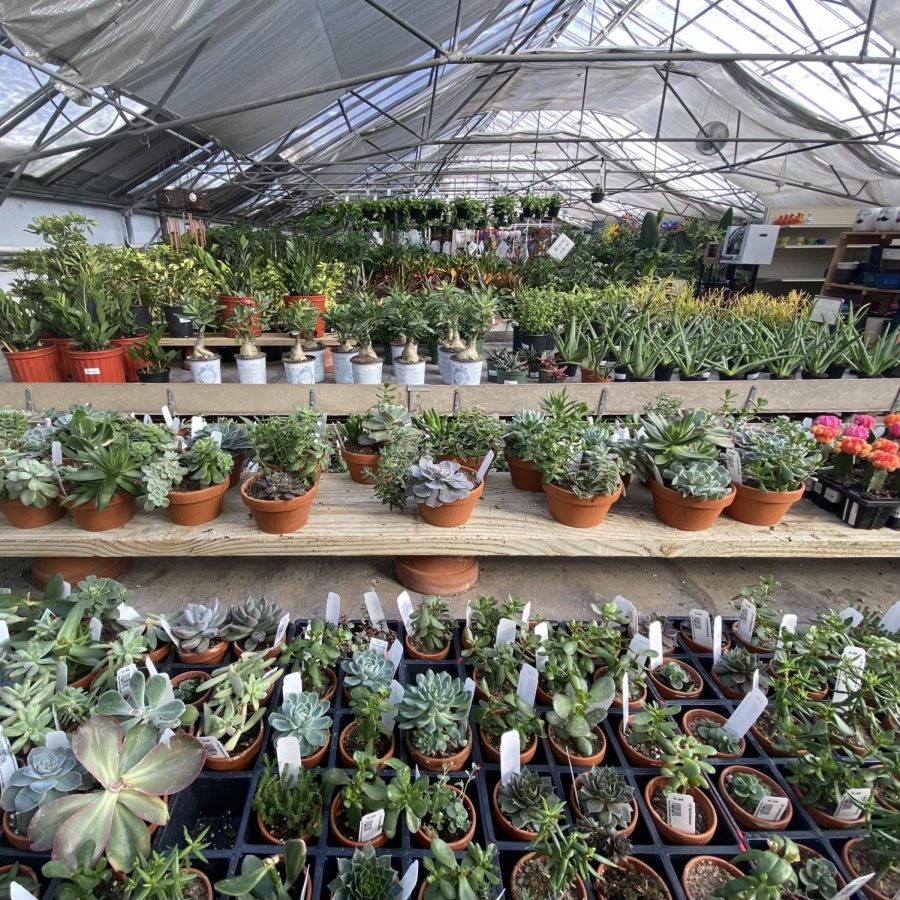 Rows and rows and rows... these fun and thriving plants are from Goode Greenhouses in Des Moines. 