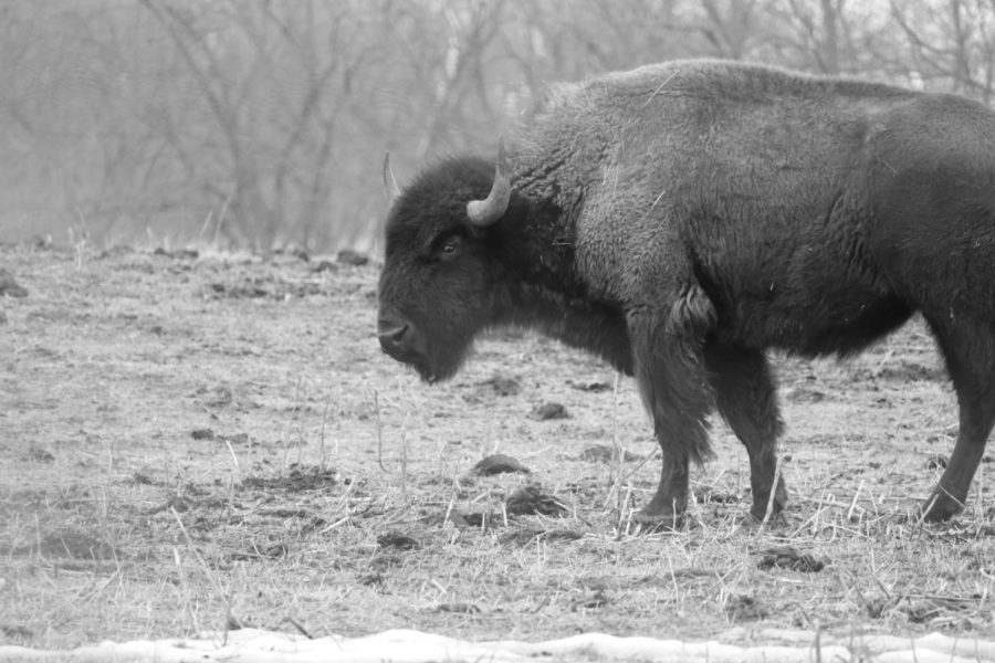 A bison wanders away from the group in the bison enclosure.